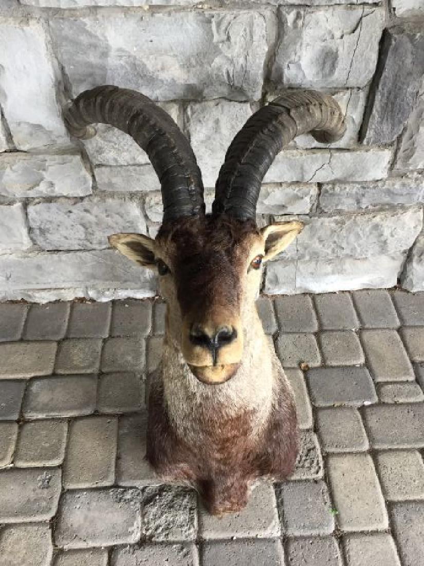 Spanish Ibex Shoulder Wall Mount: Spanish Ibex (Capra pyrenaica), Shoulder Wall Mount, 17.5" inside spread, approx. horn length each 24", origin Spain