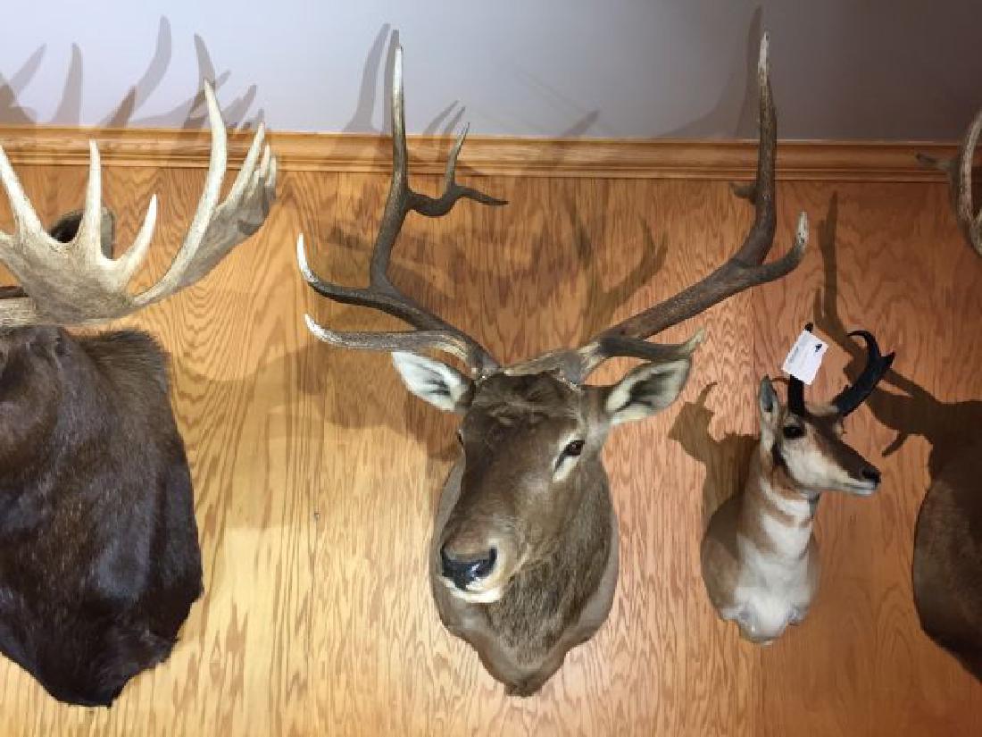 Mongolian Wapiti Shoulder Wall Mount: Mongolian Wapiti (Cervus canadensis sibiricus), Shoulder Wall Mount, 30.5" inside spread, origin Mongolia, 10/90