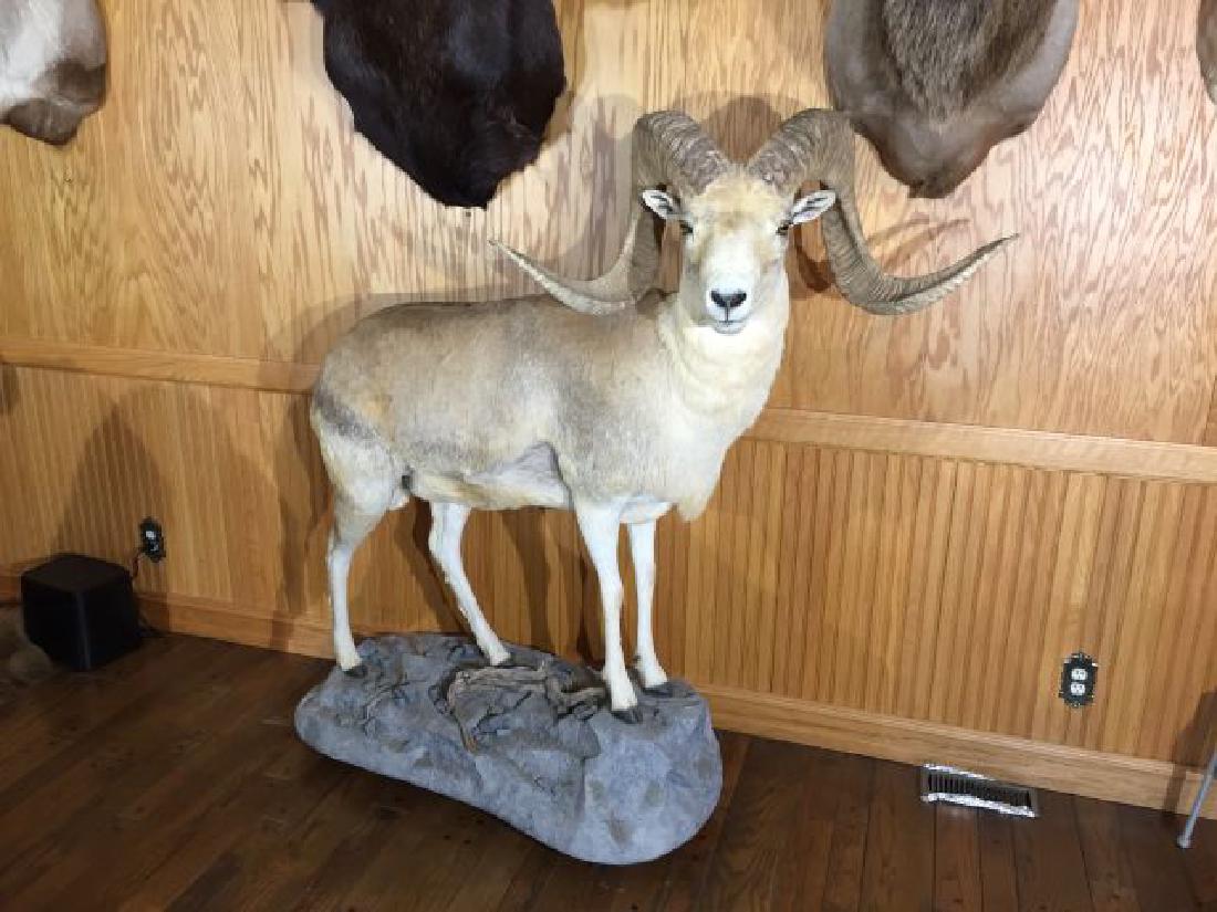Russian Marco Polo Argali Full Body Mount on Rock: Russian Marco Polo Argali (species Ovis ammon), Full Body Mount on Rock Formation, 64.5" tall including base x 58" from tail to tip of horn, approx. horn length each 44.5", Tajikistan, Russia, 5/01NOT