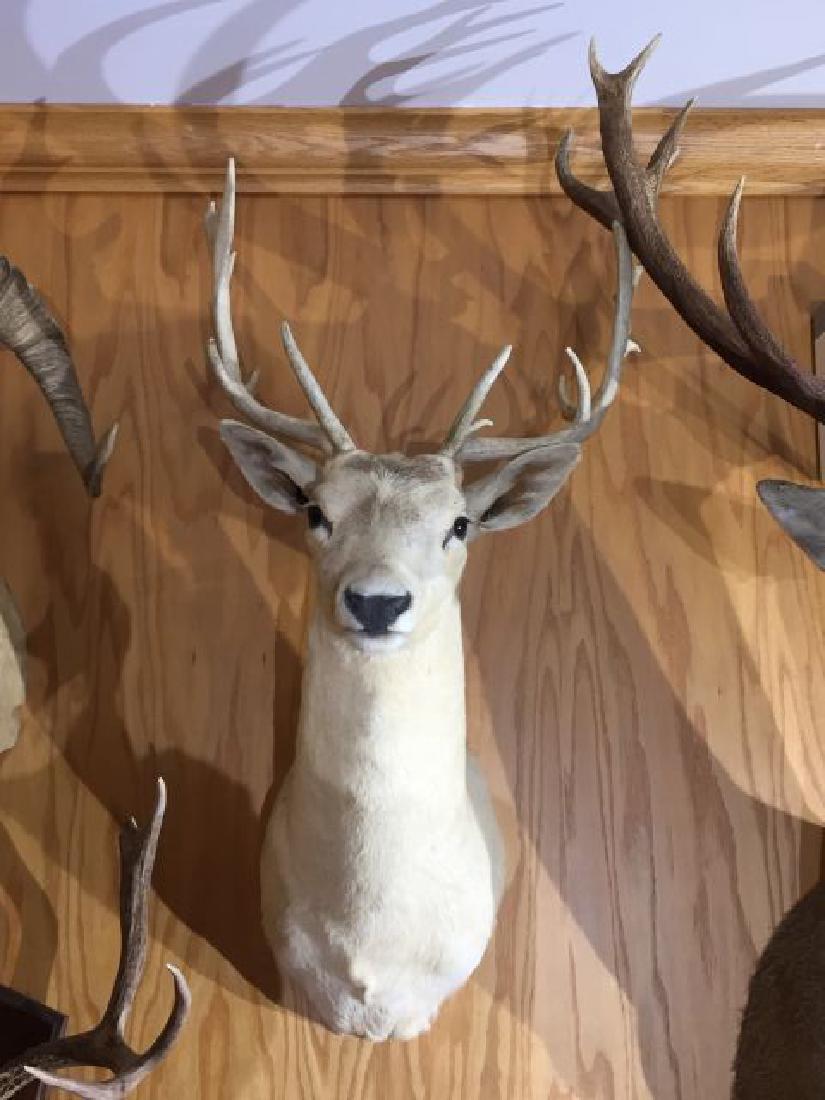 Spanish Fallow Buck Shoulder Wall Mount: Spanish Fallow Buck Shoulder Wall Mount, 12 point, inside spread 17.25", origin Spain