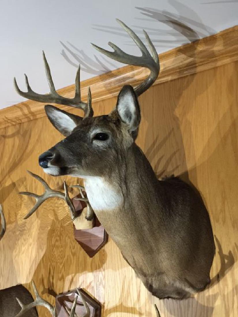 Michigan White Tail Buck Shoulder Mount: Michigan White Tail Buck Shoulder Mount, inside spread 15.75", 10 point