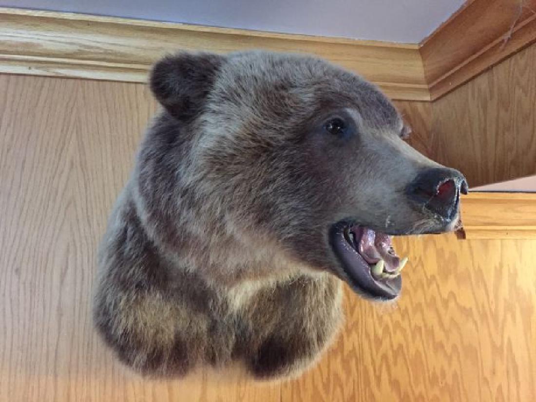 British Columbia Grizzly Bear Shoulder Wall Mount: British Columbia Grizzly Bear Shoulder Wall Mount, 9/94