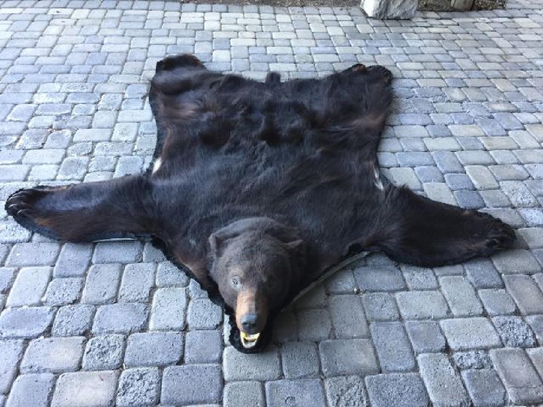 British Columbia Black Bear Rug: British Columbia Black Bear Rug, 78" nose to tail, 76" paw to paw