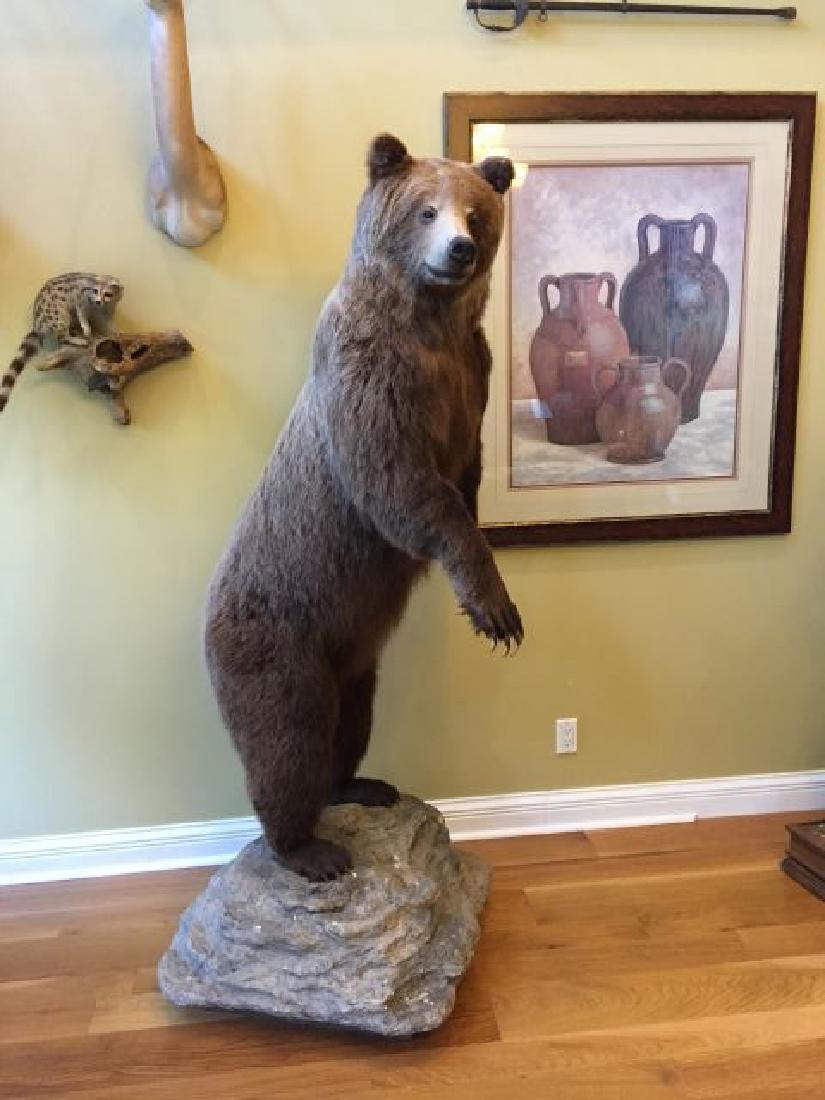 Canadian Grizzly Bear Full Body on Rock Formation: Canadian Grizzly Bear (Ursus arctos ssp.), Full Body on Rock Formation, 34" wide x 30" long x 77" tall, 64" nose to tail, 9/88, taxidermy by Dave Keller