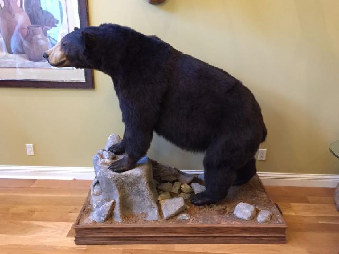 Canadian Black Bear Full Body Mount on Rock: Canadian Black Bear (Ursus americanus), Full Body Mount on Rock Formation, 33" wide x 66" long x 61" tall, 40" to the shoulder, 78" nose to tail, B&C, 5/98, listed on the Boone and Crockett Records of