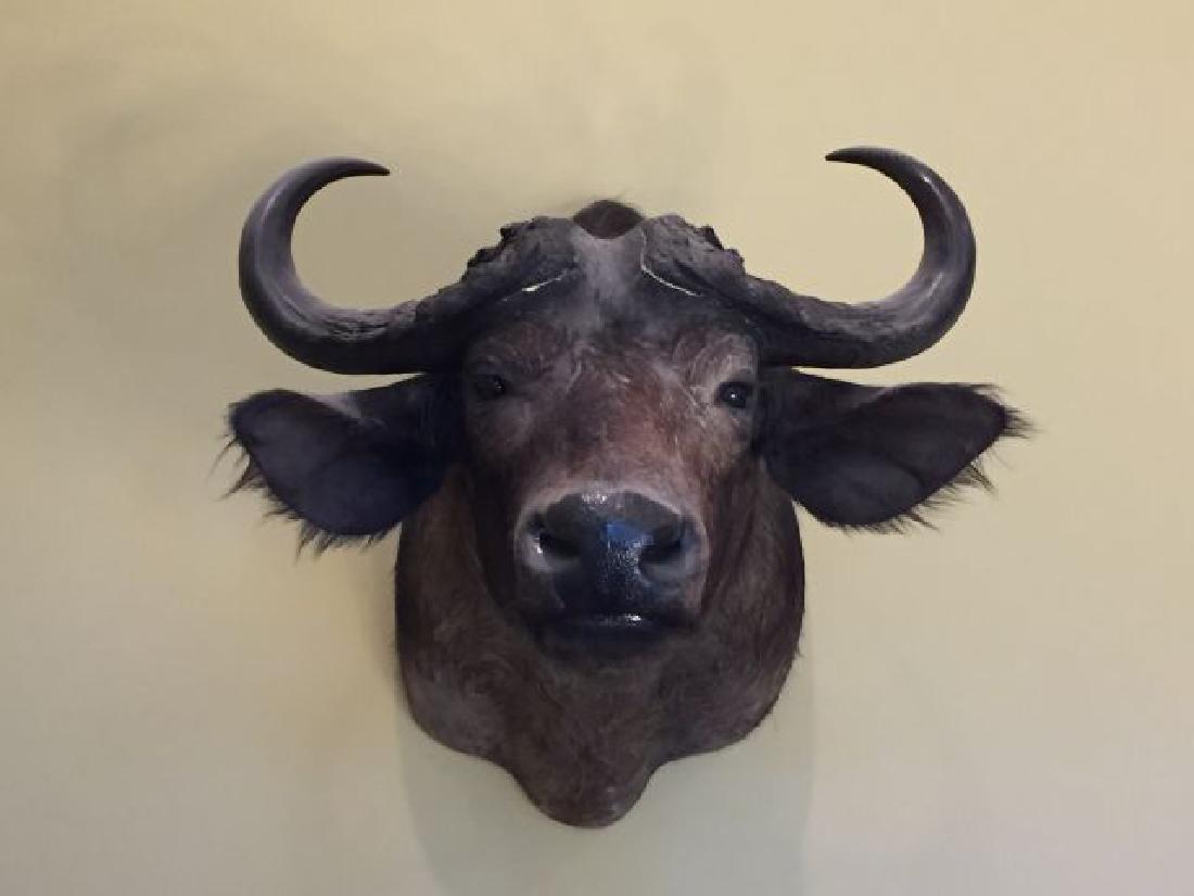 Nile Buffalo Shoulder Wall Mount: Nile Buffalo (S. c. aequinoctialis), Shoulder Wall Mount, origin Ethiopia, 3/89