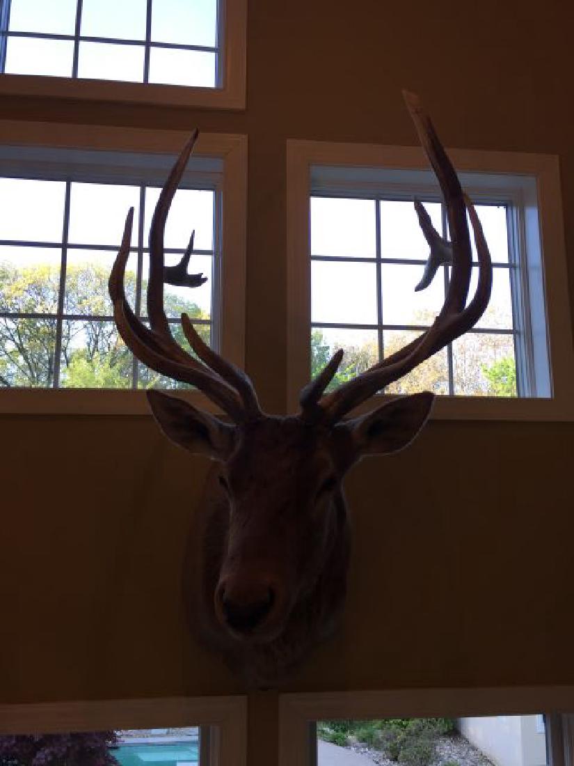 Mongolian Wapiti Shoulder Wall Mount: Mongolian Wapiti (Cervus canadensis sibiricus), Shoulder Wall Mount, 55" high x 38" wide x 48"deep, antlers 30" high x 29" wide, 7 x 6 points, origin Mongolia, 10/90