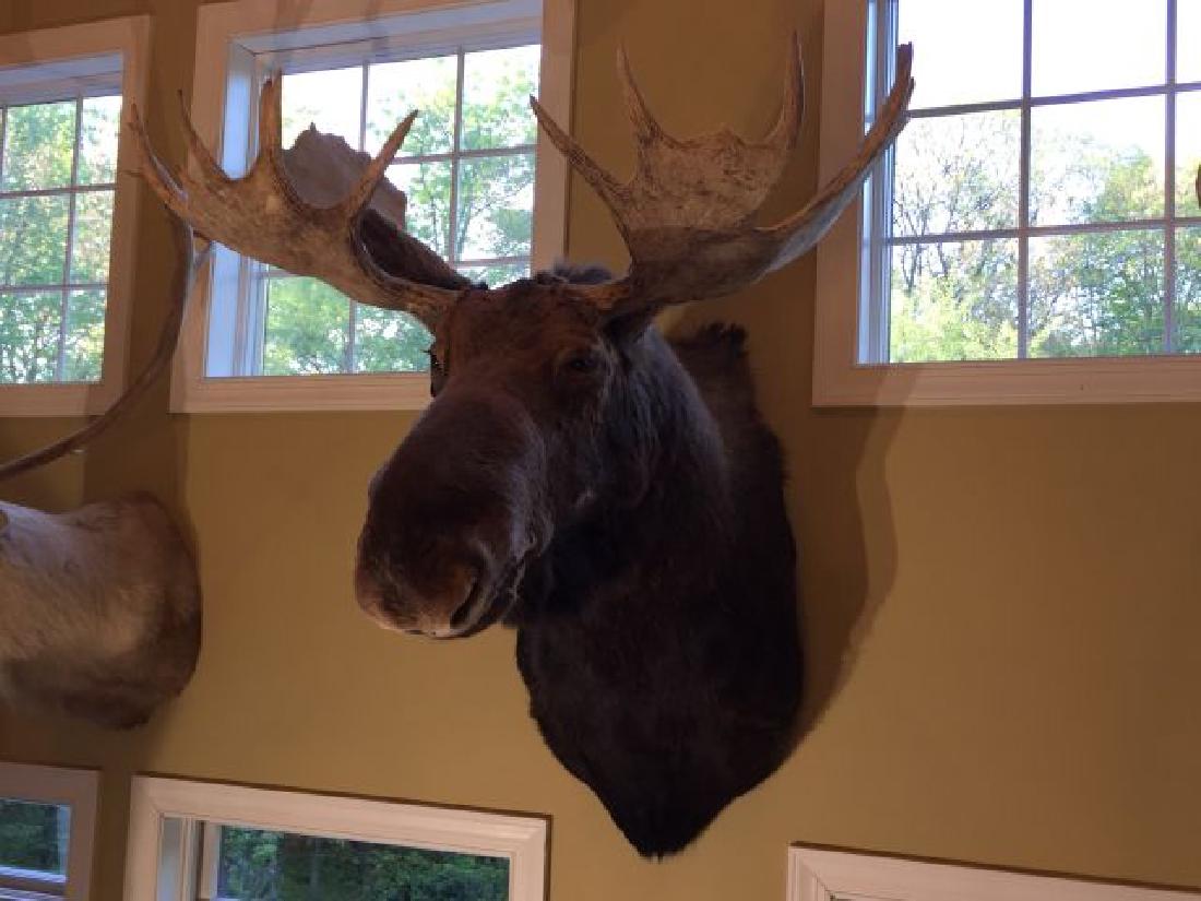 Alaskan Moose Shoulder Wall Mount: Alaskan Moose Shoulder Wall Mount, 60" high x 45" wide x 45" deep, 9/88, taxidermy by David Keller