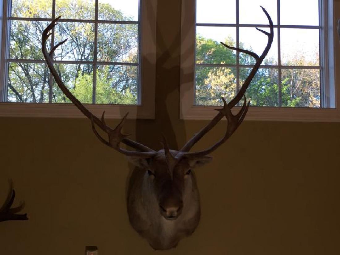 Alaskan Barren Ground Caribou Shoulder Wall Mount: Alaskan Barren Ground Caribou Shoulder Wall Mount, 48" high x 42" wide x 38" deep, 9/88, origin Alaska, taxidermy by David Keller