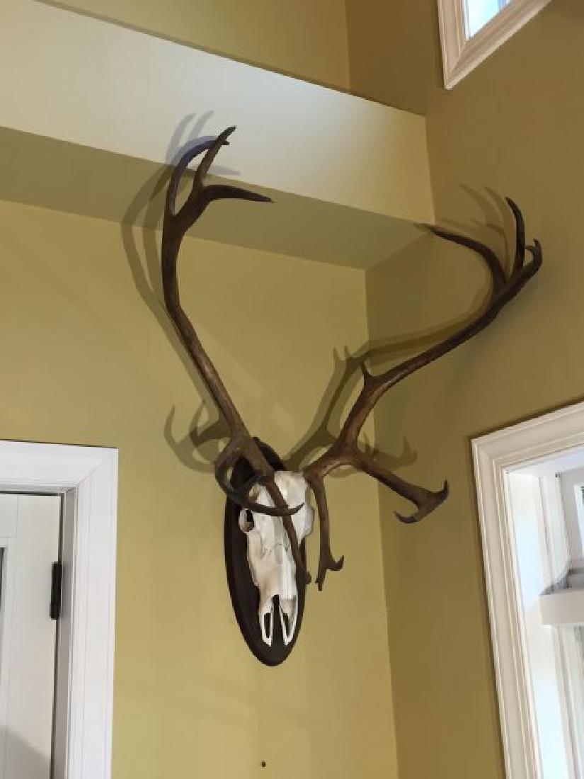 Mountain Caribou Rack: Mountain Caribou Rack, origin Canada, 8/93