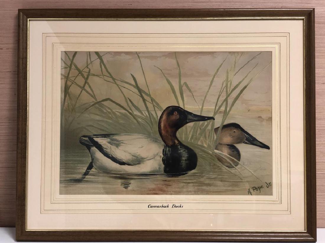 "Canvasback Ducks" by Alexander Pope, Jr. (1 of 6)