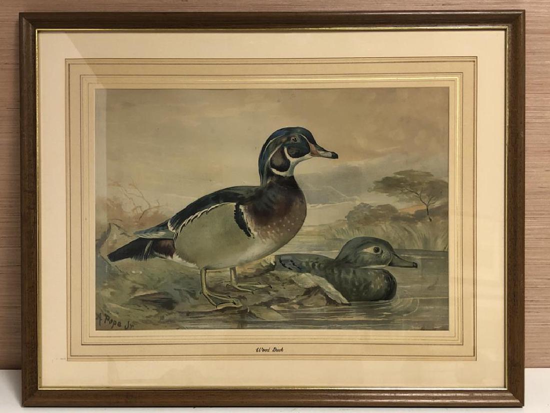 "Wood Duck" by Alexander Pope, Jr. (1 of 7)