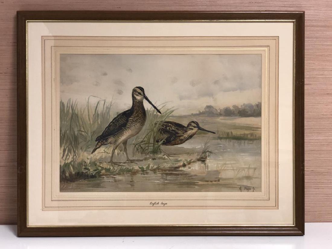 "English Snipe" by Alexander Pope, Jr. (1 of 6)