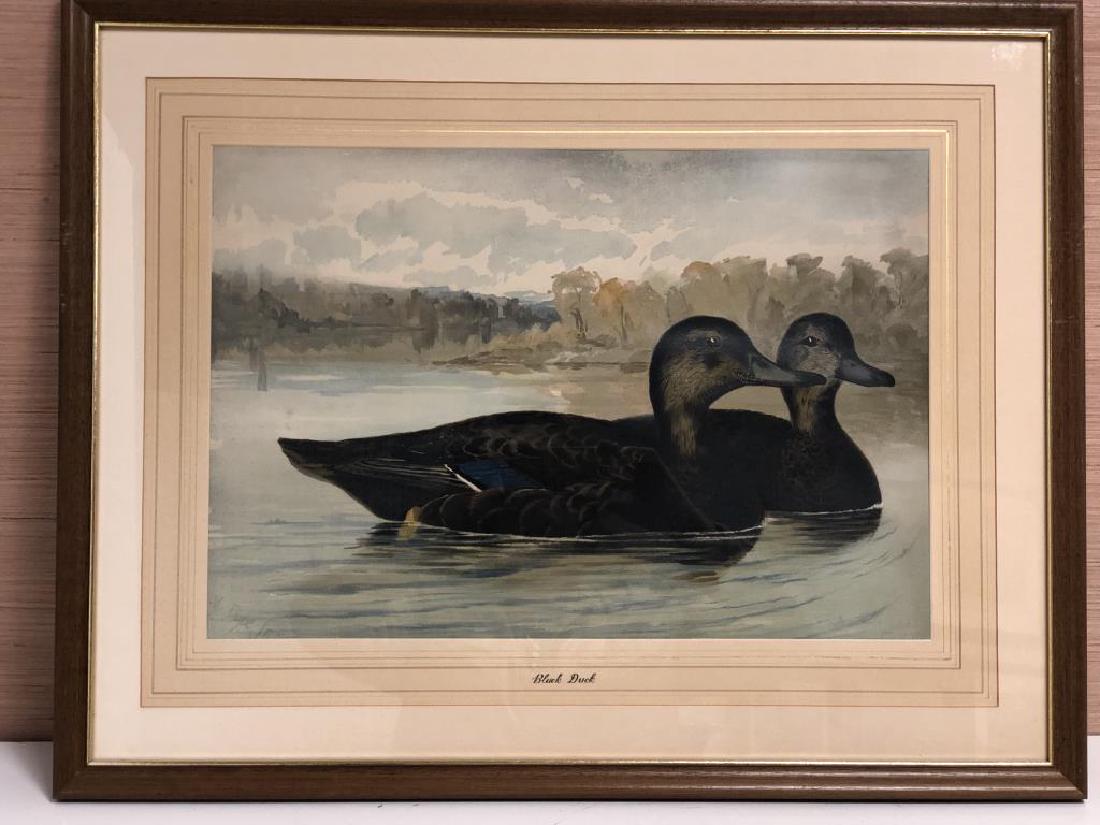 "Black Duck" by Alexander Pope, Jr. (1 of 6)