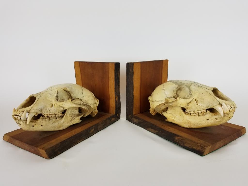 Animal skull bookends: animal skulls mounted on wood bookends, possibly Mountain Lion or Bear sculls, bookends measure 10 1/2 inches x 7 inches tall each.