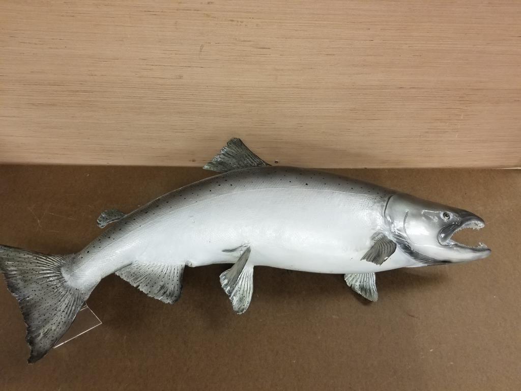 Salmon mounted fish taxidermy: Mounted by Glenn Ray. Measures 41 inches long. Wall mount in back for displaying.