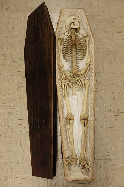 Full Body Skeleton in Wood Casket (1 of 5)