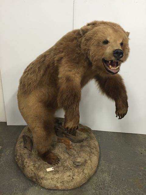 Mounted Alaskan Brown Bear (1 of 5)
