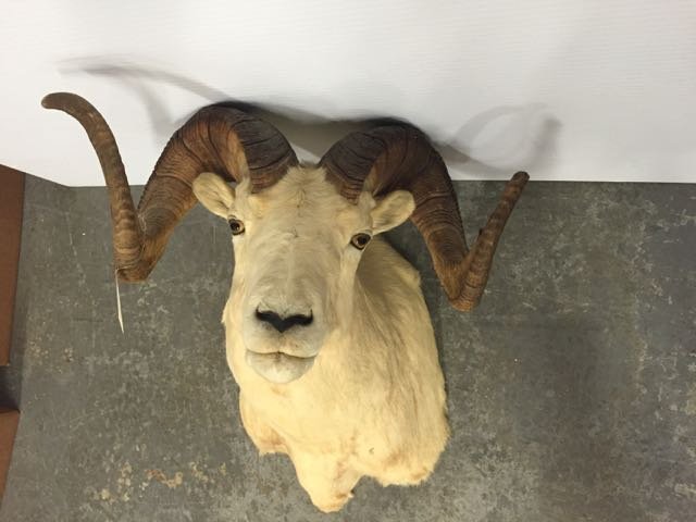 Wall Mounted Ram Head (1 of 3)