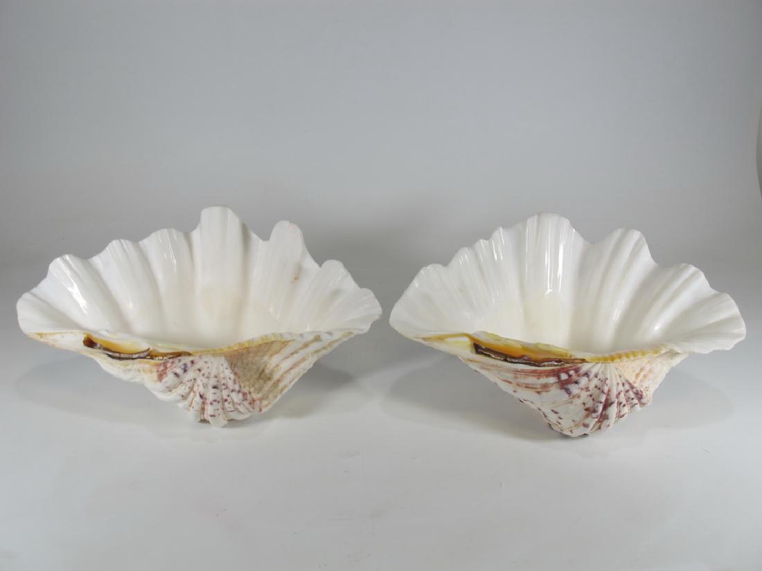 Vintage pair of sea shells (1 of 7)