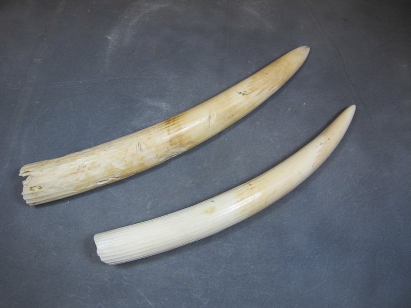 2  Probably walrus tusks (1 of 6)