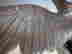 item-43273452=7