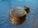 55: RARE 14 K POCKET WATCH W. E. CROSS AMSTERDAM NEW YO - 6