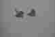 item-43221560=2