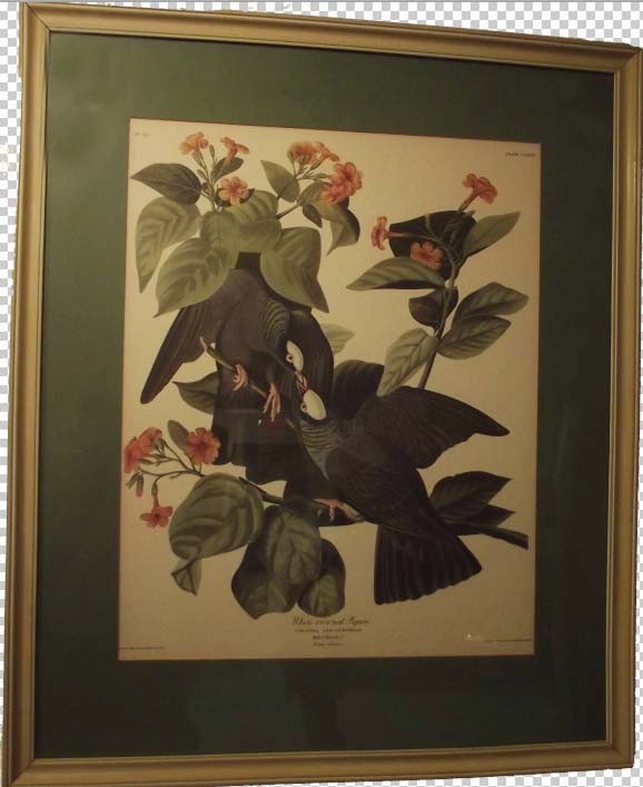 19th Century Framed Hand Colored Engraving "White-: 19th Century Framed Hand Colored Engraving "White-Crowned Pigeon" by J.J. Audubon Engraved, Printed & Colored by R. Havell, London