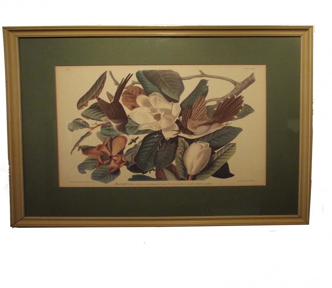19th Century Framed Hand Colored Engraving "Black: 19th Century Framed Hand Colored Engraving "Black-Billed Cuchoo" by J.J. Audubon Engraved, Printed & Colored by R. Havell, London