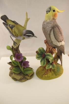 Tennessee Warbler by Andrea 6316, and Cockatiel by Andr: Tennessee Warbler by Andrea 6316, and Cockatiel by Andrea 6014