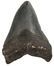 1: FOSSILIZED SHARK'S TOOTH