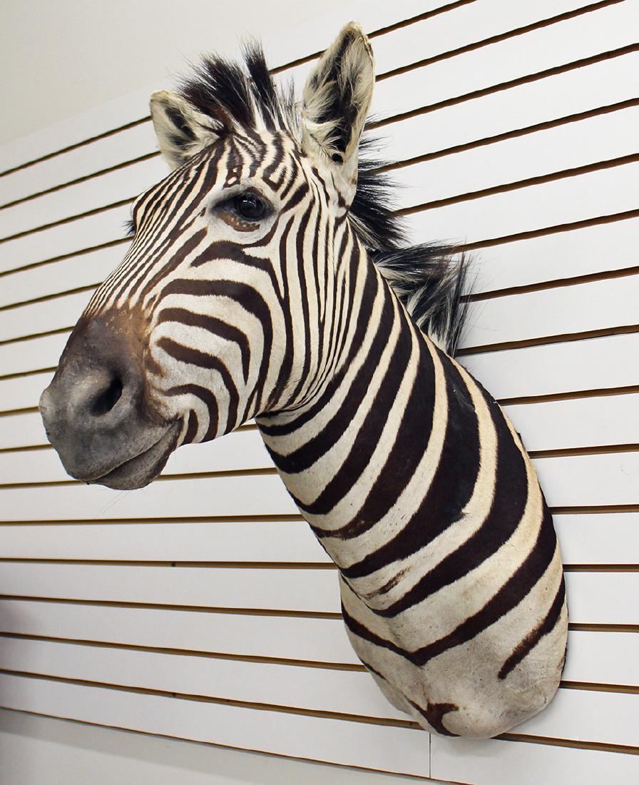 ZEBRA TAXIDERMY HEAD MOUNT
