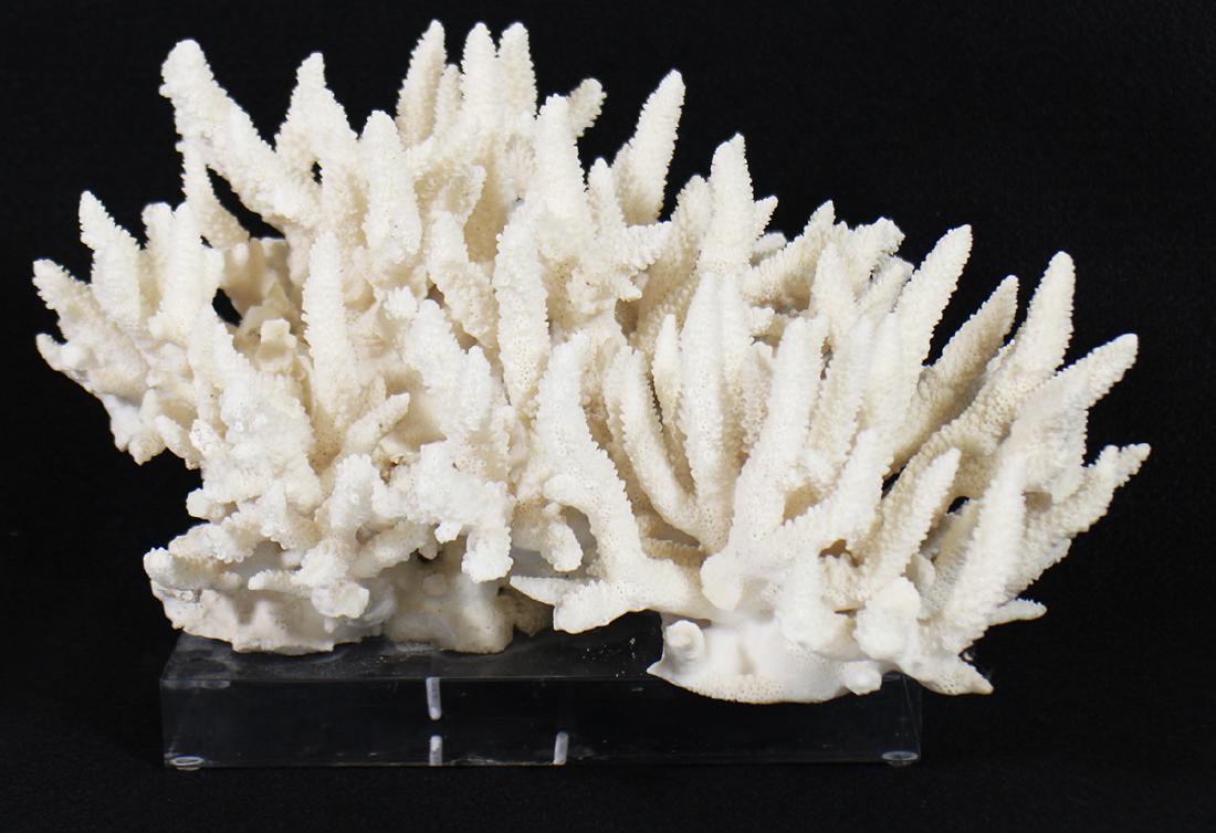 WHITE CORAL SCULPTURE ON LUCITE STAND (1 of 2)