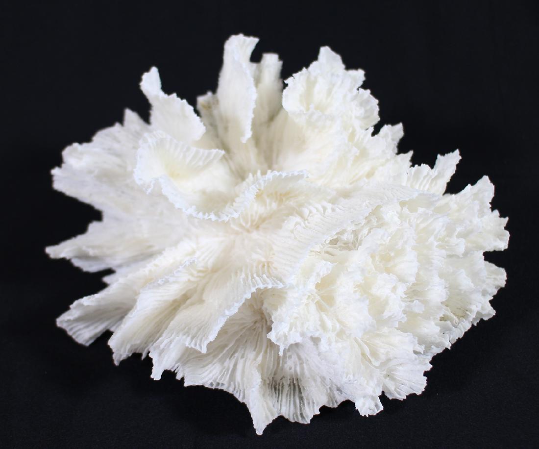 SPECIMEN LETTUCE CORAL: Ocean coral, measures 8" x 7"