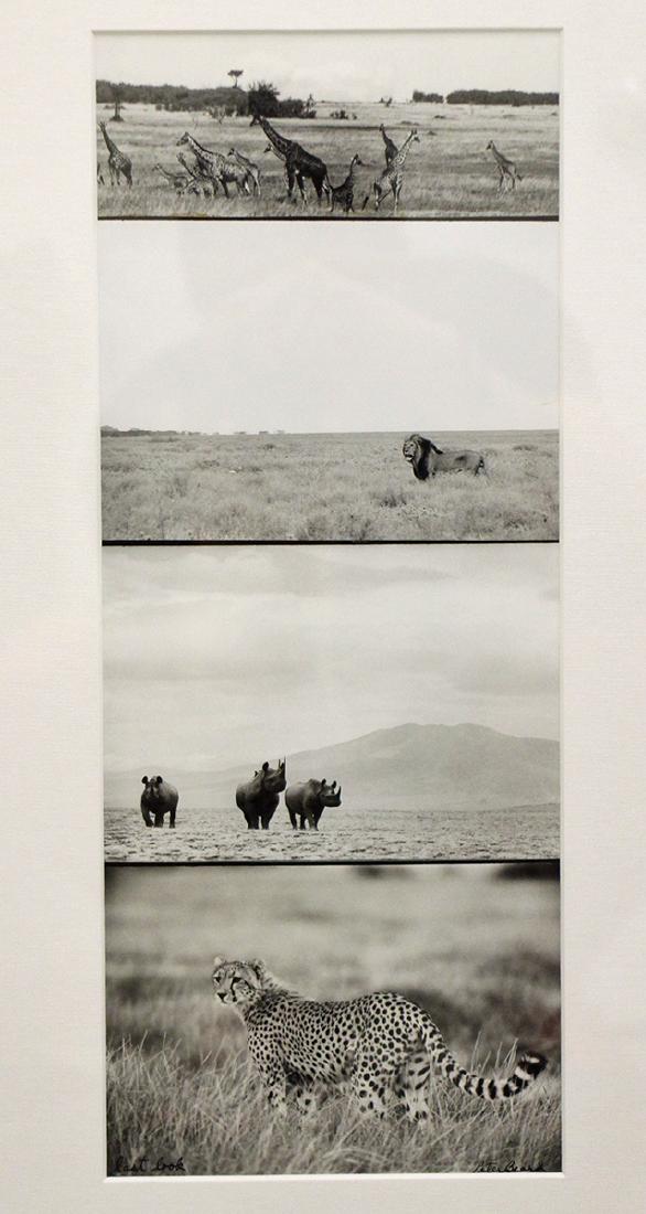 PETER BEARD "LAST LOOK" PHOTOGRAPH COLLAGE: Peter Hill Beard (b.1938) Four black and white photos collage of Africa with giraffe, black rhino, cheetah, and lion. Signed lower right and titled lower left. Measures 15.25" x 6" (sight) and 28.5" x