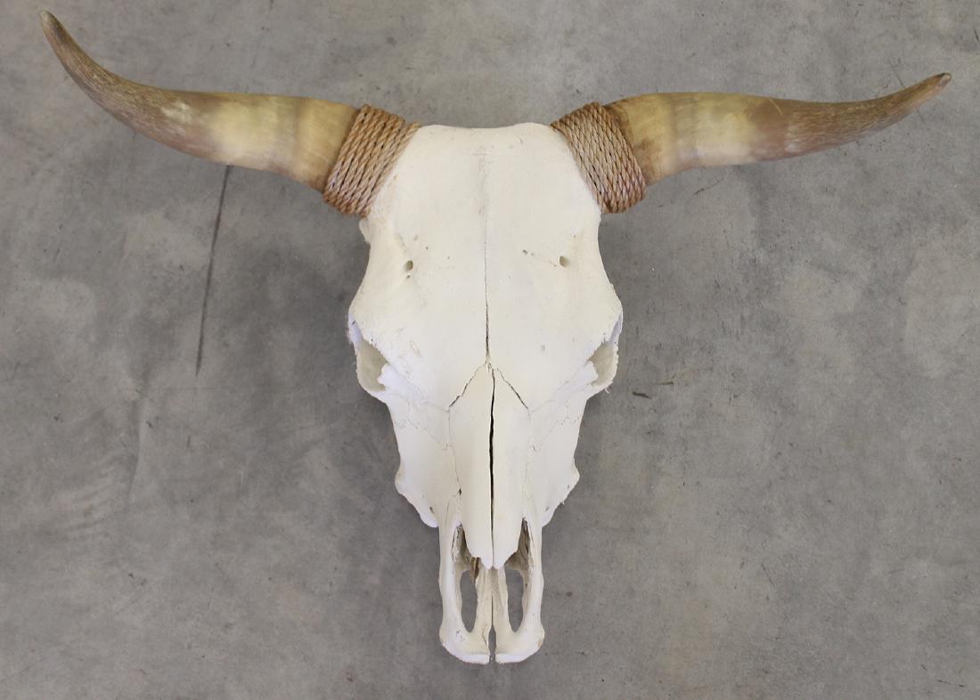 BULL SKULL (1 of 2)