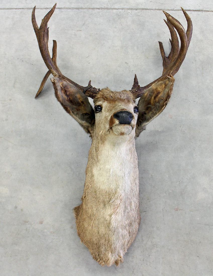 1945 VINTAGE DEER MOUNT (1 of 3)