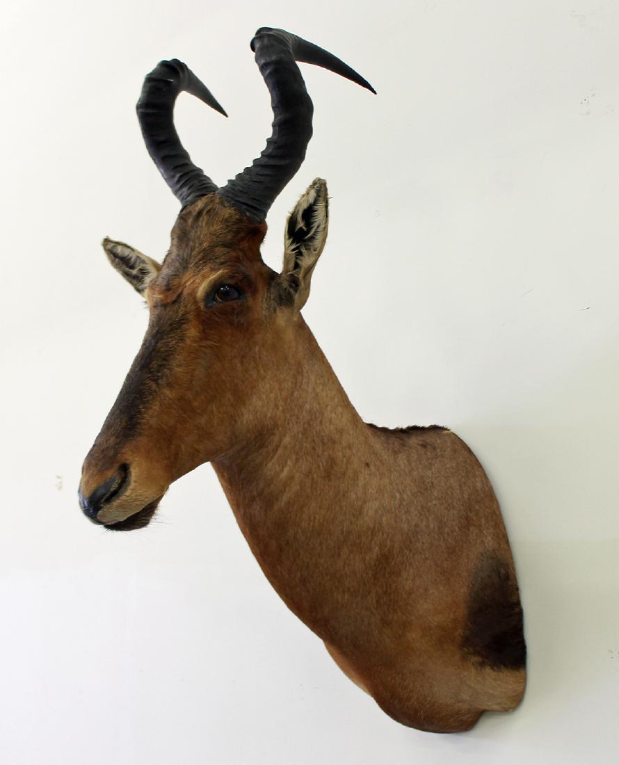 RED HARTEBEEST CAPE MOUNT (1 of 3)