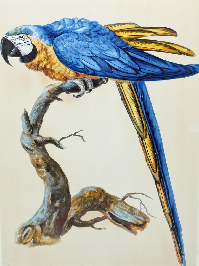 MACAW WATERCOLOR BY PETER PAILLOU (c1720 - c1790) (1 of 2)