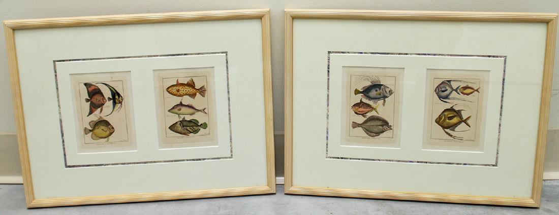 (2) FRAMED COLORED FISH ENGRAVINGS (1 of 3)