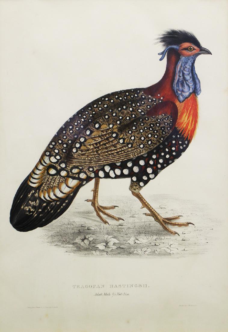 TRAGOPAN HASTINGS II COLORED LITHOGRAPH E. GOULD (1 of 3)