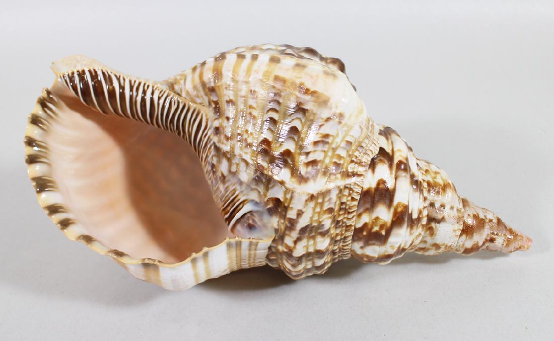 TRUMPET CONCH SHELL