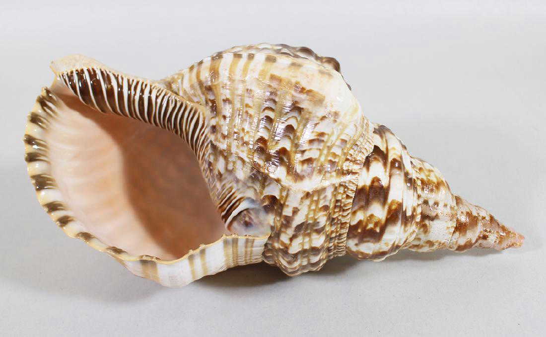 TRUMPET CONCH SHELL