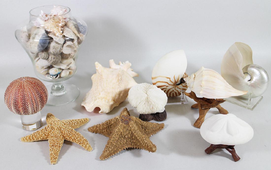 SEASHELL COLLECTION (1 of 2)