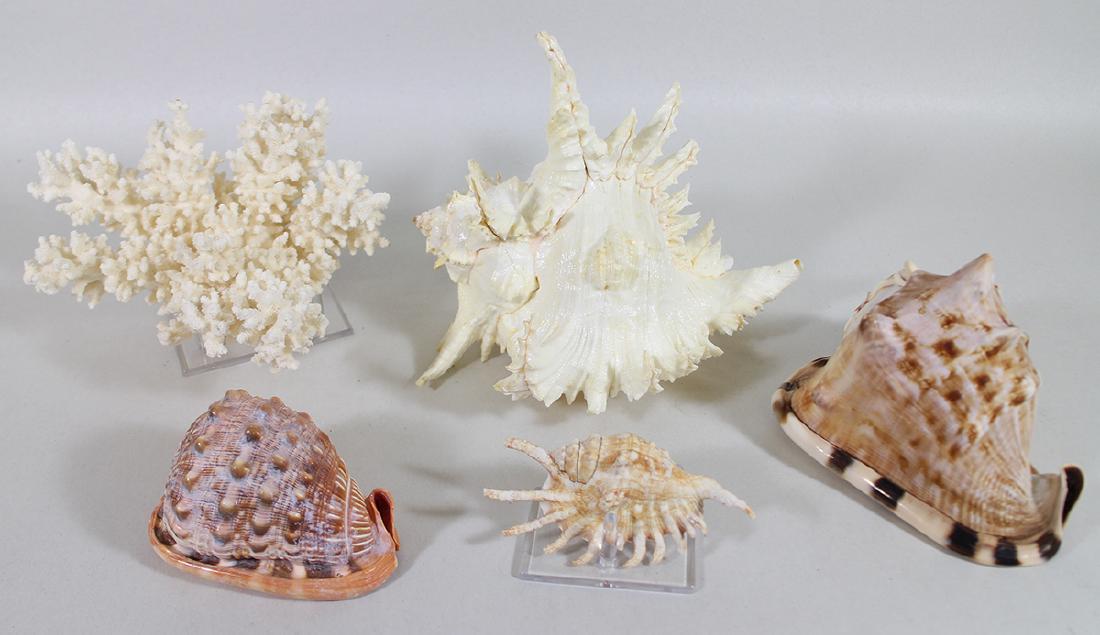 SEASHELL & CORAL COLLECTION (1 of 2)