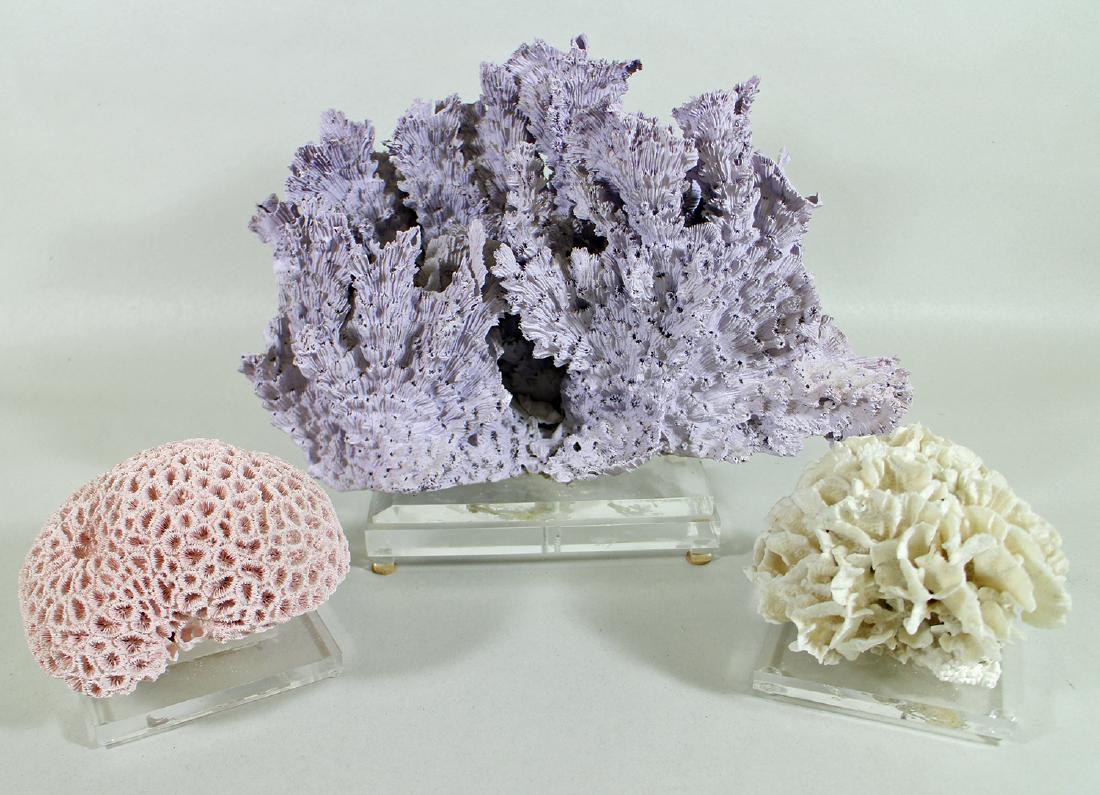 3 PC CORAL COLLECTION: Three pieces of coral. Largest measures 11" tall 15" wide.