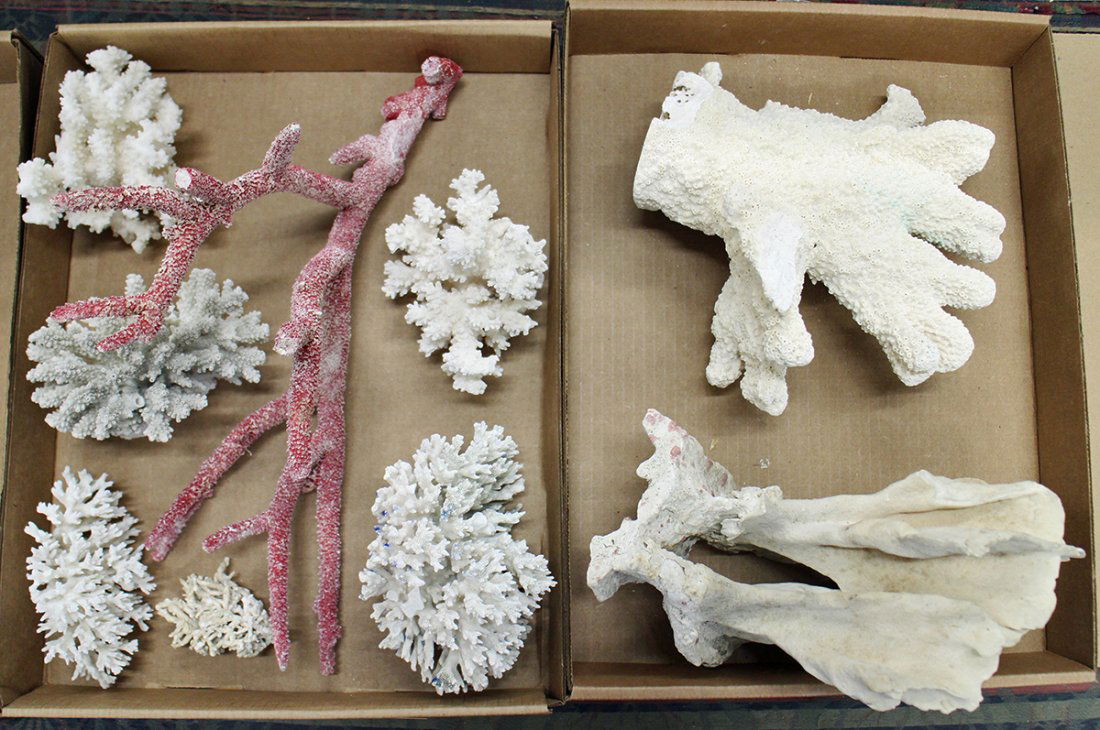 BRANCH CORAL SPECIMENS (1 of 3)