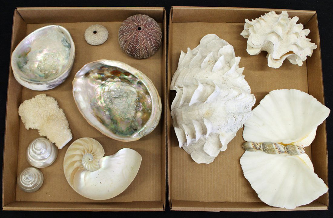 ASSORTED SEASHELL COLLECTION (1 of 3)