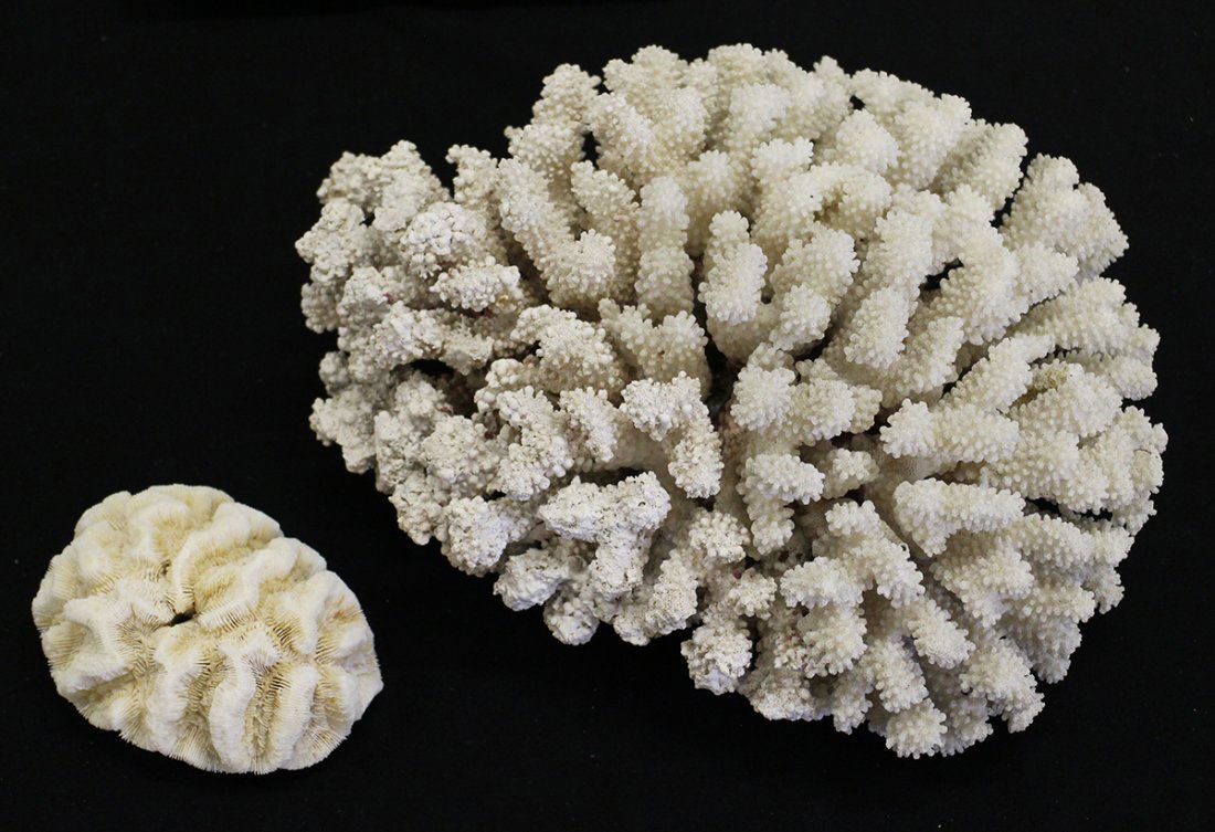 (2) NATURAL CORAL SPECIMENS (1 of 1)